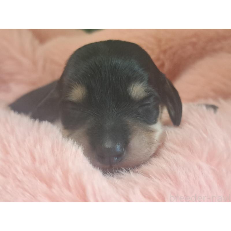 販売中の愛知県のミニチュアダックスフンド(ロングヘアード)-443116の1枚目