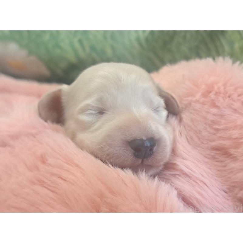 販売中の愛知県のミニチュアダックスフンド(ロングヘアード)-443117