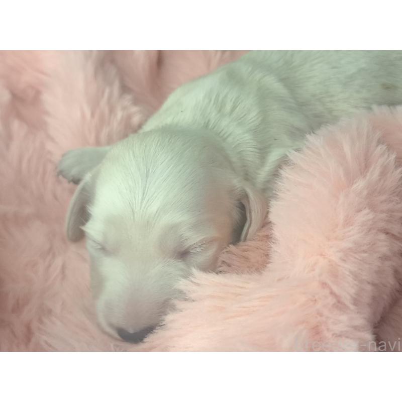 販売中の愛知県のミニチュアダックスフンド(ロングヘアード)-443117の5枚目