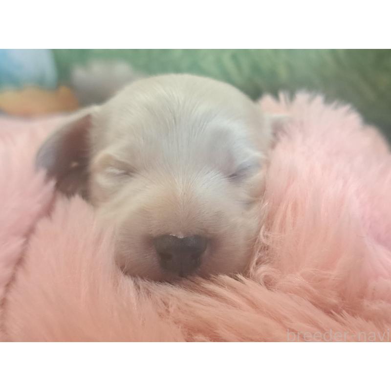 販売中の愛知県のミニチュアダックスフンド(ロングヘアード)-443117の4枚目