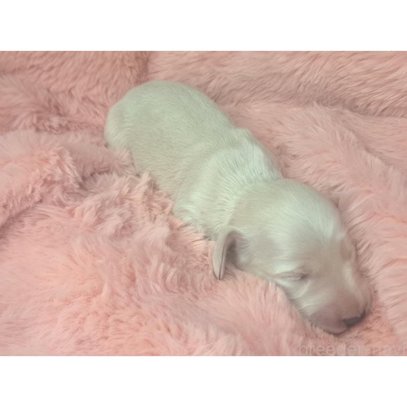 販売中の愛知県のミニチュアダックスフンド(ロングヘアード)-443117の3枚目