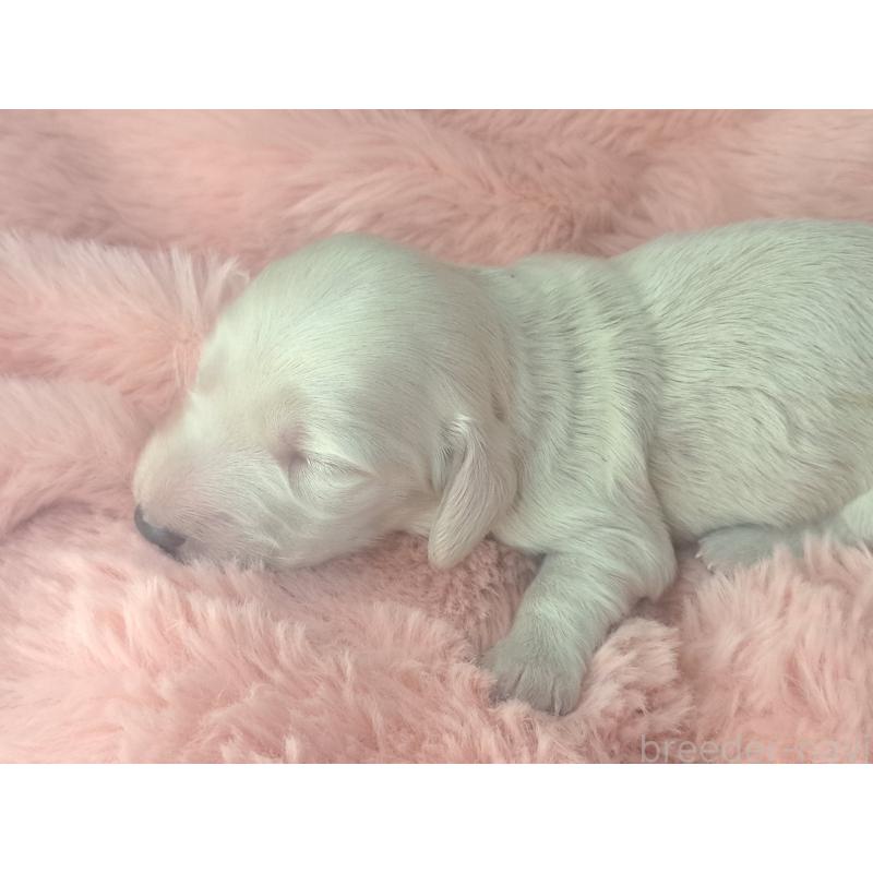 販売中の愛知県のミニチュアダックスフンド(ロングヘアード)-443117の2枚目