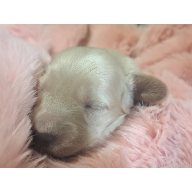 販売中の愛知県のミニチュアダックスフンド(ロングヘアード)-443118