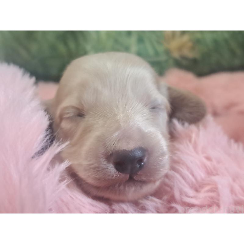 販売中の愛知県のミニチュアダックスフンド(ロングヘアード)-443118の6枚目