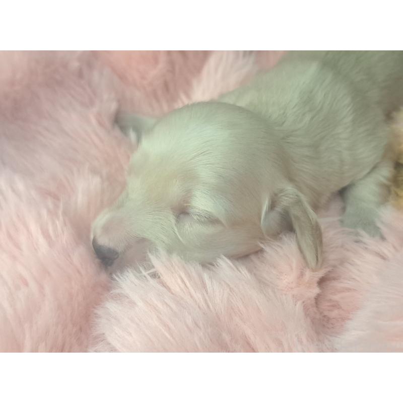 販売中の愛知県のミニチュアダックスフンド(ロングヘアード)-443118の5枚目