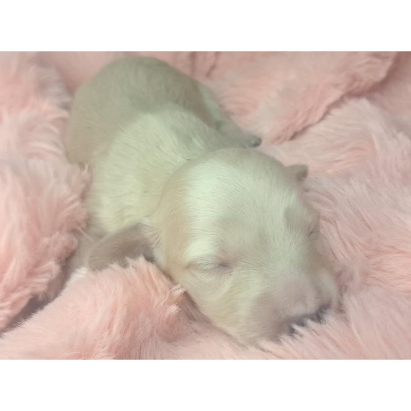 販売中の愛知県のミニチュアダックスフンド(ロングヘアード)-443118の4枚目