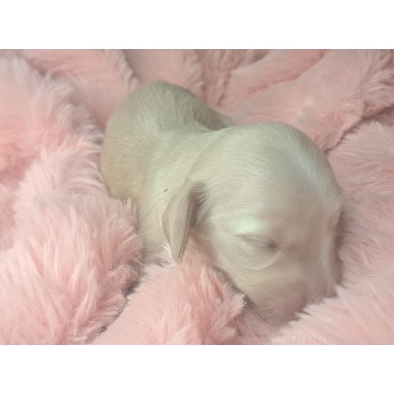 販売中の愛知県のミニチュアダックスフンド(ロングヘアード)-443118の3枚目