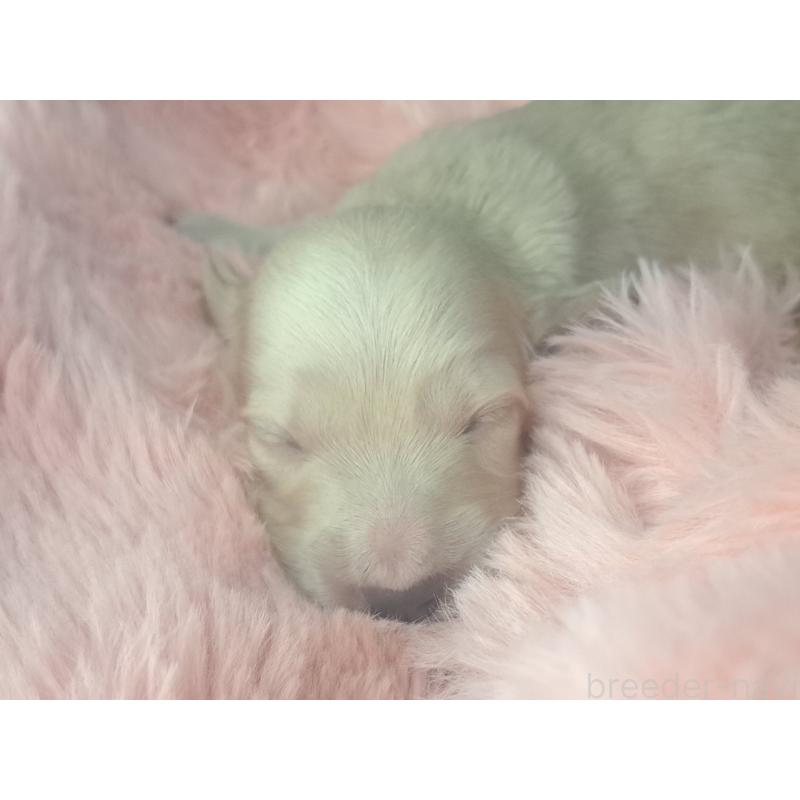 販売中の愛知県のミニチュアダックスフンド(ロングヘアード)-443118の2枚目