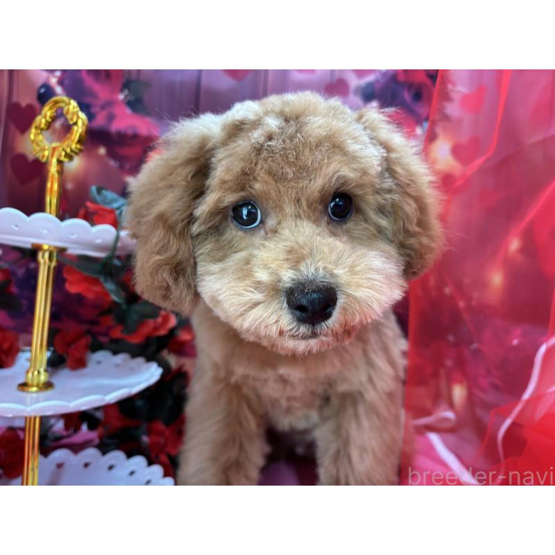 販売中の栃木県のトイプードル-423583