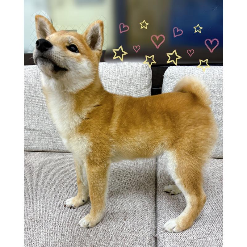 販売中の東京都の豆柴-429373の3枚目