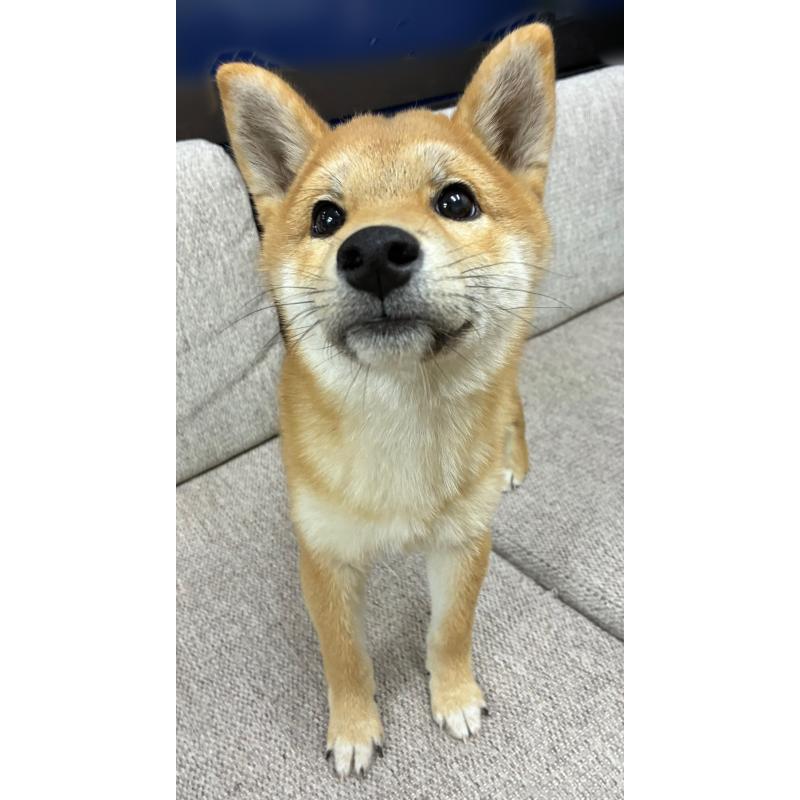 販売中の東京都の豆柴-429373の2枚目