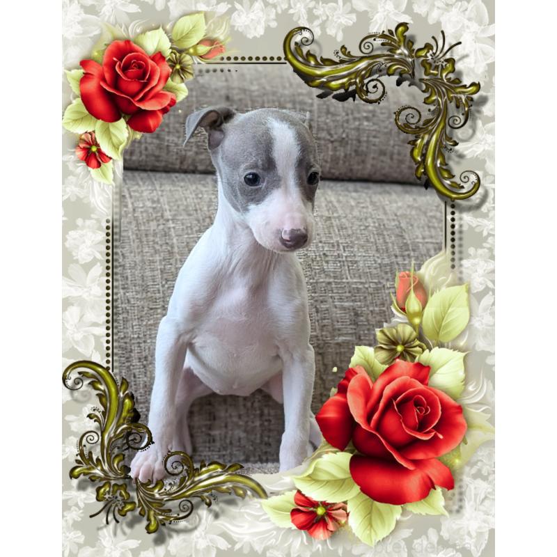 販売中の山口県のイタリアングレーハウンド(イタグレ)-443120の4枚目