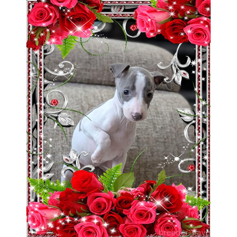 販売中の山口県のイタリアングレーハウンド(イタグレ)-443120の3枚目