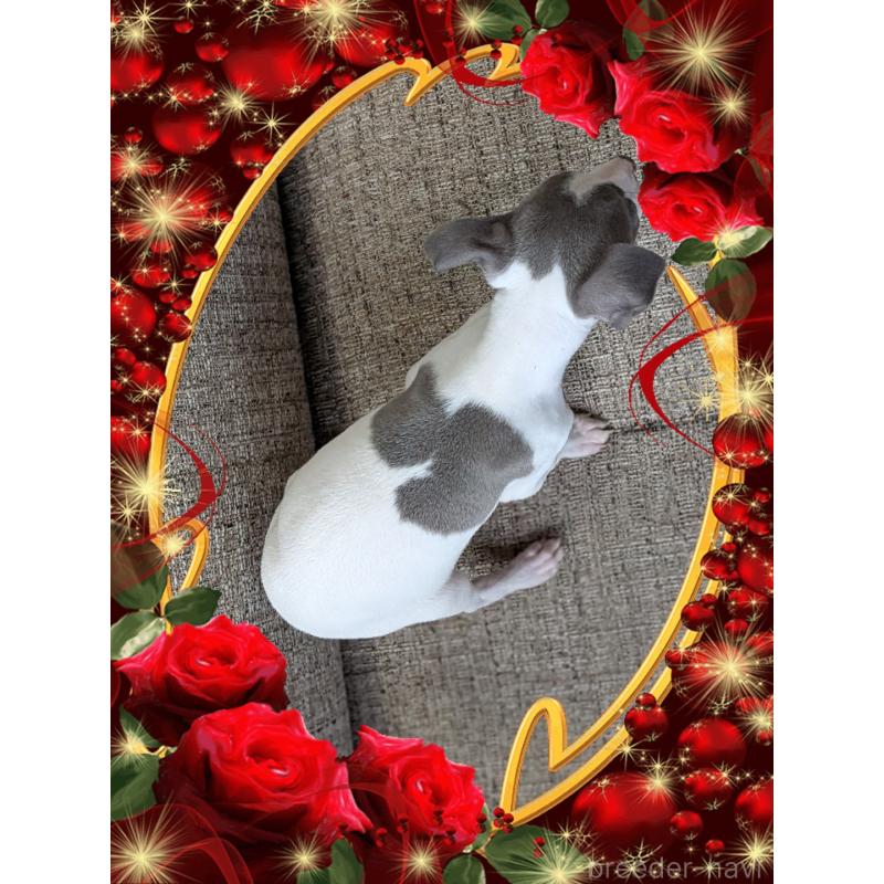 販売中の山口県のイタリアングレーハウンド(イタグレ)-443120の2枚目