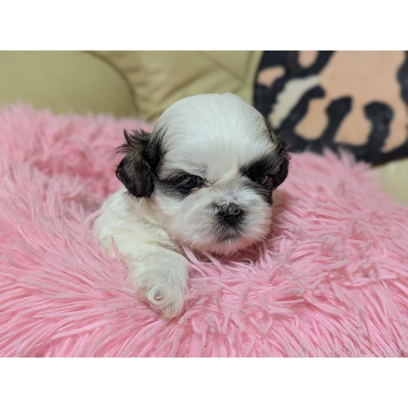 販売中の愛知県のシーズー-443121の3枚目