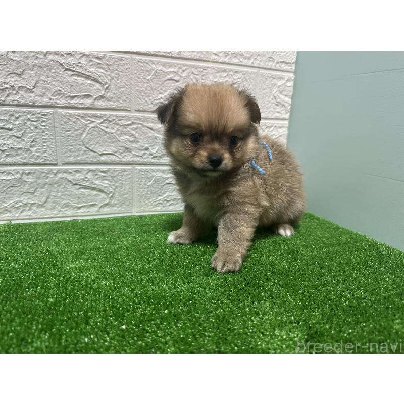 販売中の愛媛県のポメチワ:ポメラニアン×チワワ-443123の4枚目