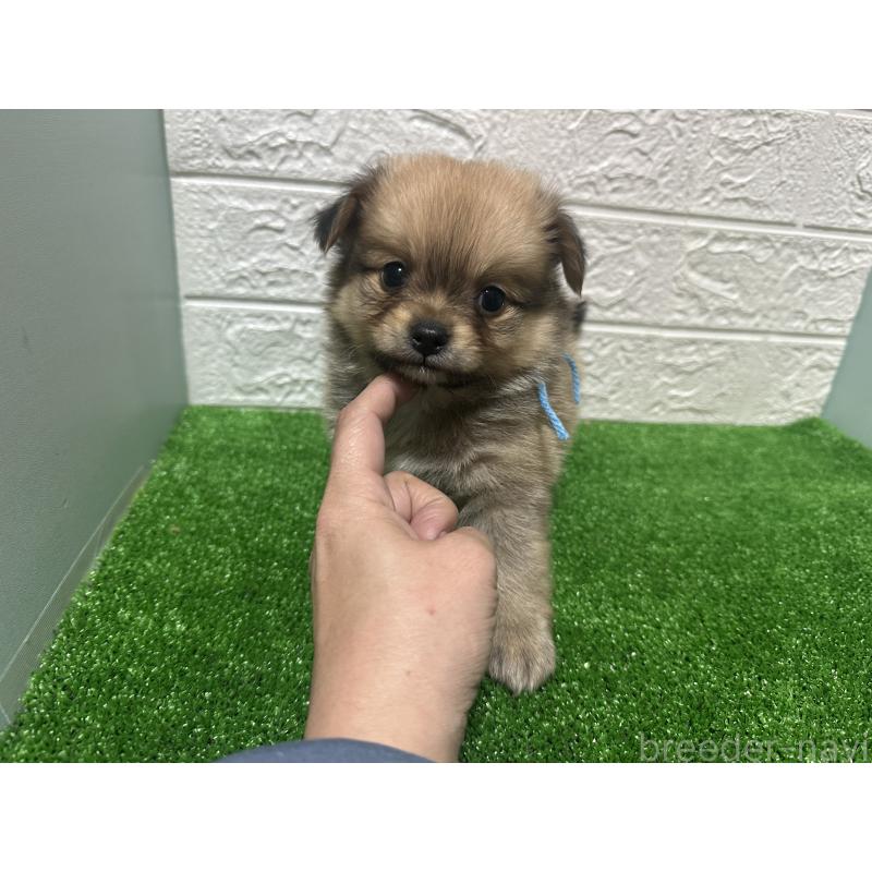 販売中の愛媛県のポメチワ:ポメラニアン×チワワ-443123の3枚目