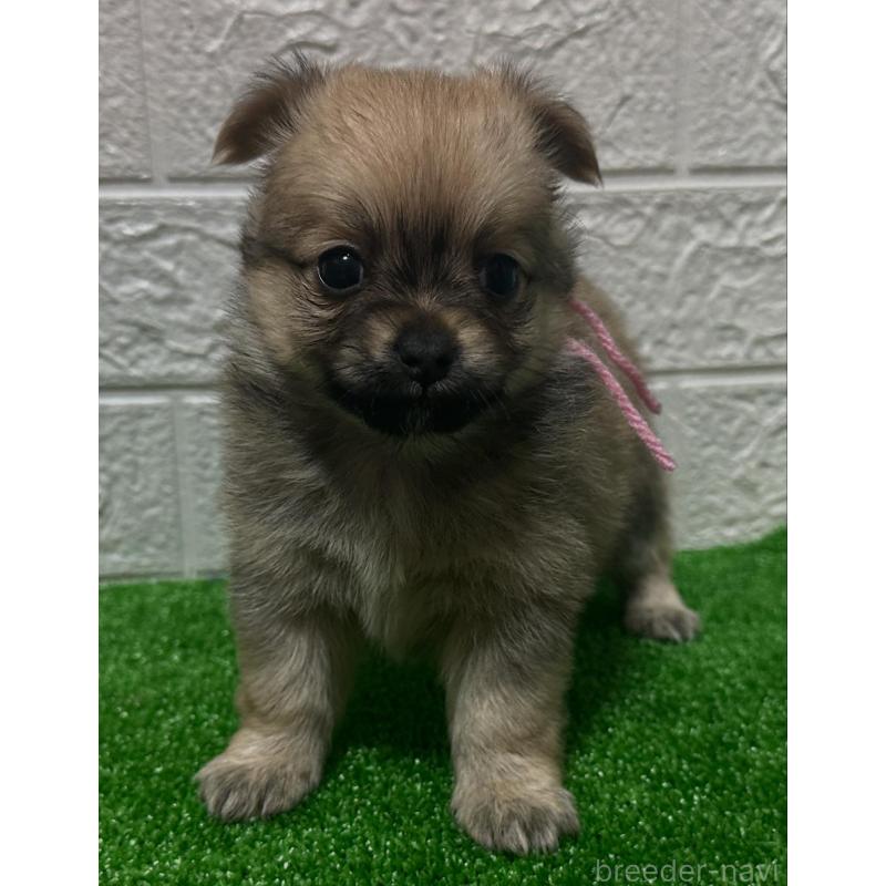 販売中の愛媛県のポメチワ:ポメラニアン×チワワ-443124の1枚目