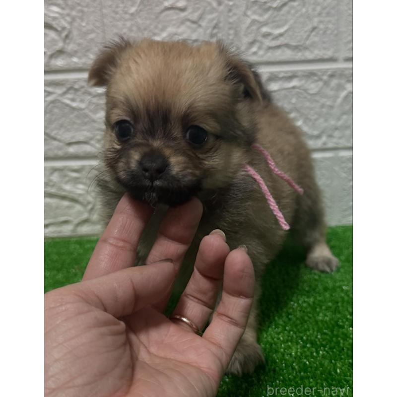 販売中の愛媛県のポメチワ:ポメラニアン×チワワ-443124の5枚目