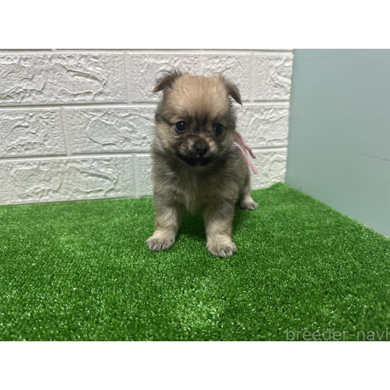 販売中の愛媛県のポメチワ:ポメラニアン×チワワ-443124の3枚目
