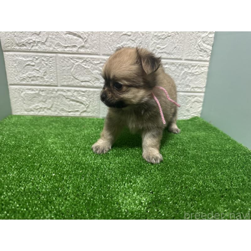 販売中の愛媛県のポメチワ:ポメラニアン×チワワ-443124の2枚目