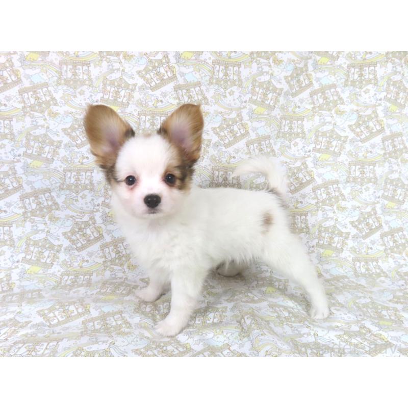 販売中の千葉県のパピヨン-434648の4枚目