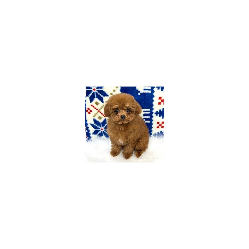 販売中の兵庫県のティーカッププードル-443127の4枚目