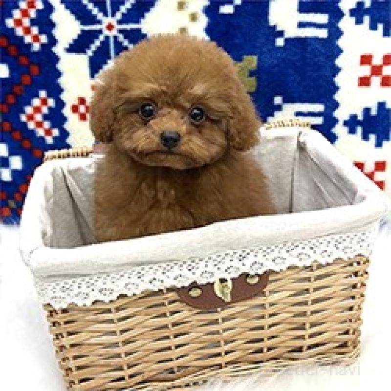 販売中の兵庫県のティーカッププードル-443127の3枚目