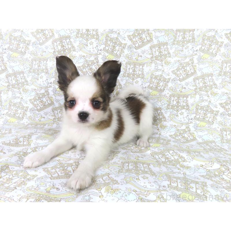 成約済の千葉県のパピヨン-434653の3枚目