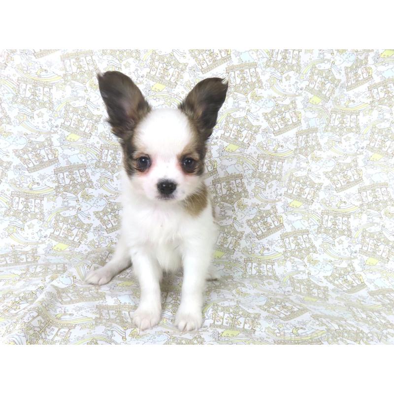 成約済の千葉県のパピヨン-434653の2枚目