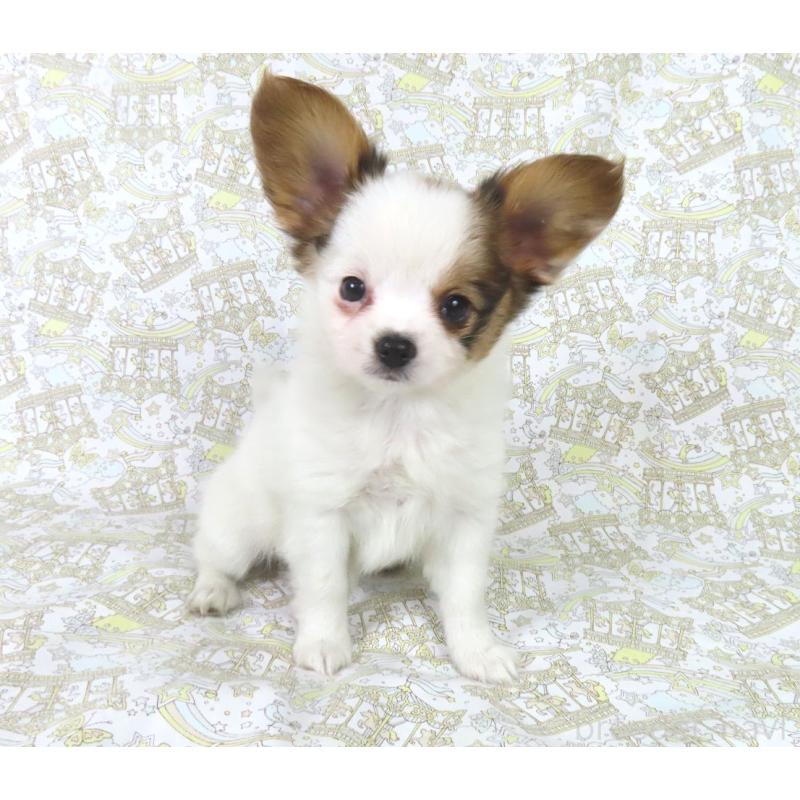 販売中の千葉県のパピヨン-434658の4枚目