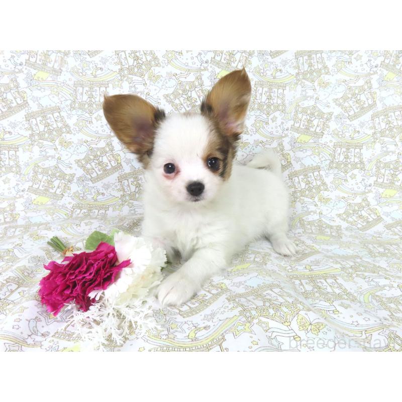 販売中の千葉県のパピヨン-434658の3枚目