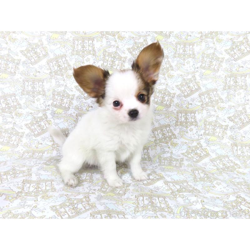 販売中の千葉県のパピヨン-434658の2枚目