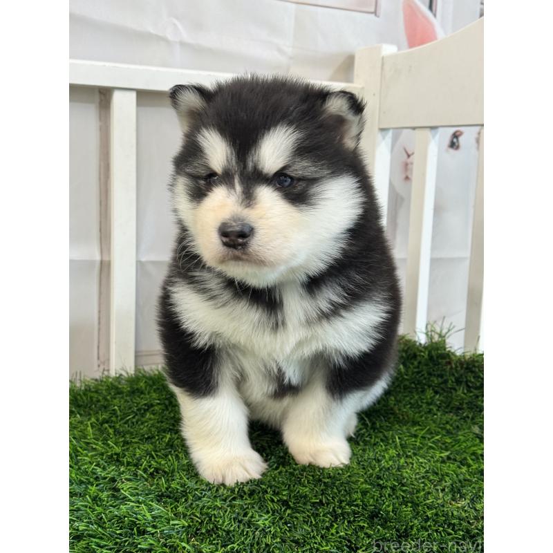 商談中の茨城県のアラスカンマラミュート-438375の5枚目