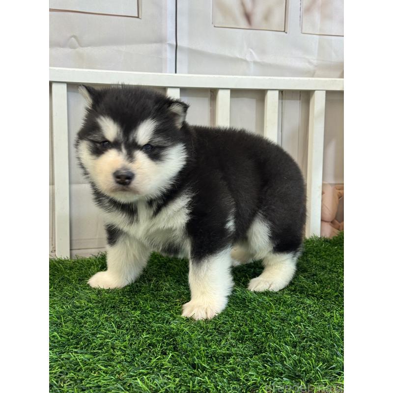 商談中の茨城県のアラスカンマラミュート-438375の4枚目