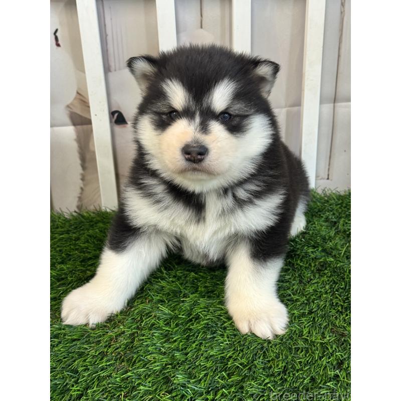 商談中の茨城県のアラスカンマラミュート-438375の3枚目