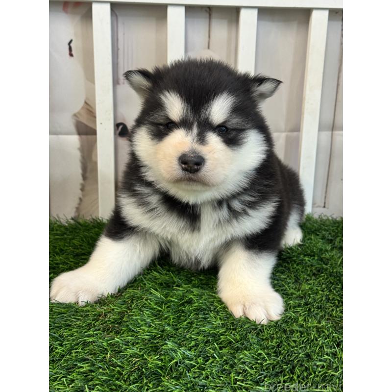 商談中の茨城県のアラスカンマラミュート-438375の2枚目