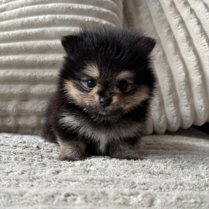 商談中の三重県のポメラニアン-435355の1枚目