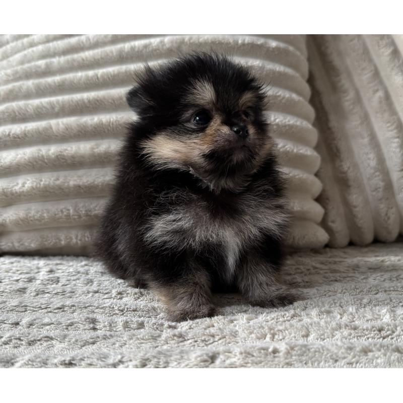 商談中の三重県のポメラニアン-435355の6枚目