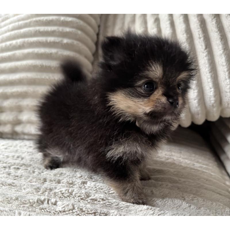 商談中の三重県のポメラニアン-435355の4枚目