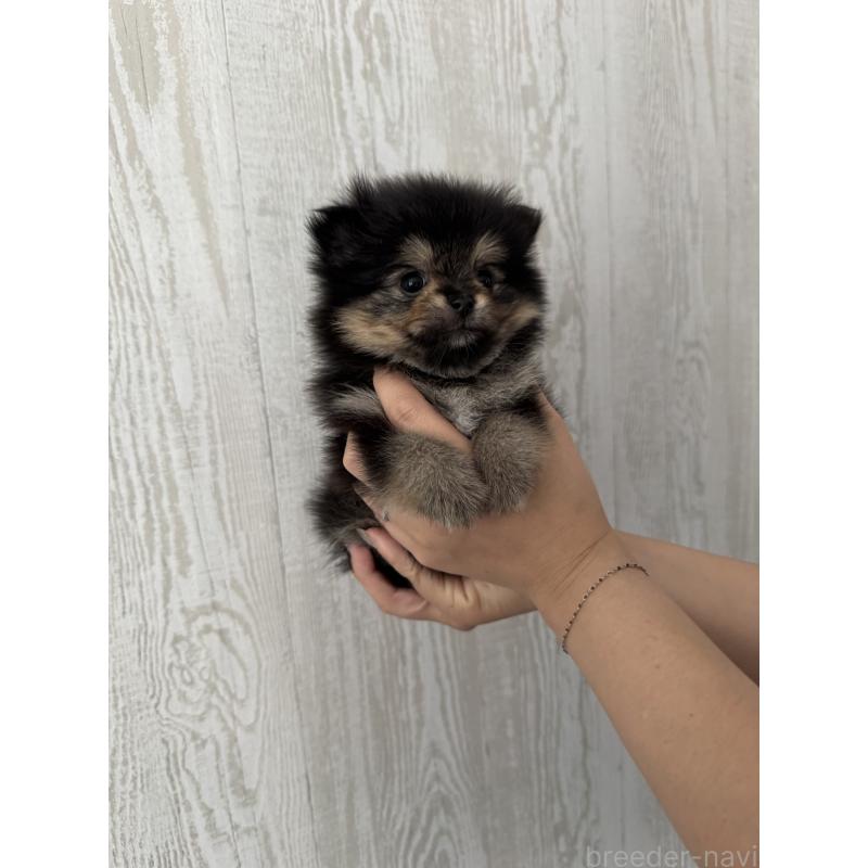 商談中の三重県のポメラニアン-435355の3枚目