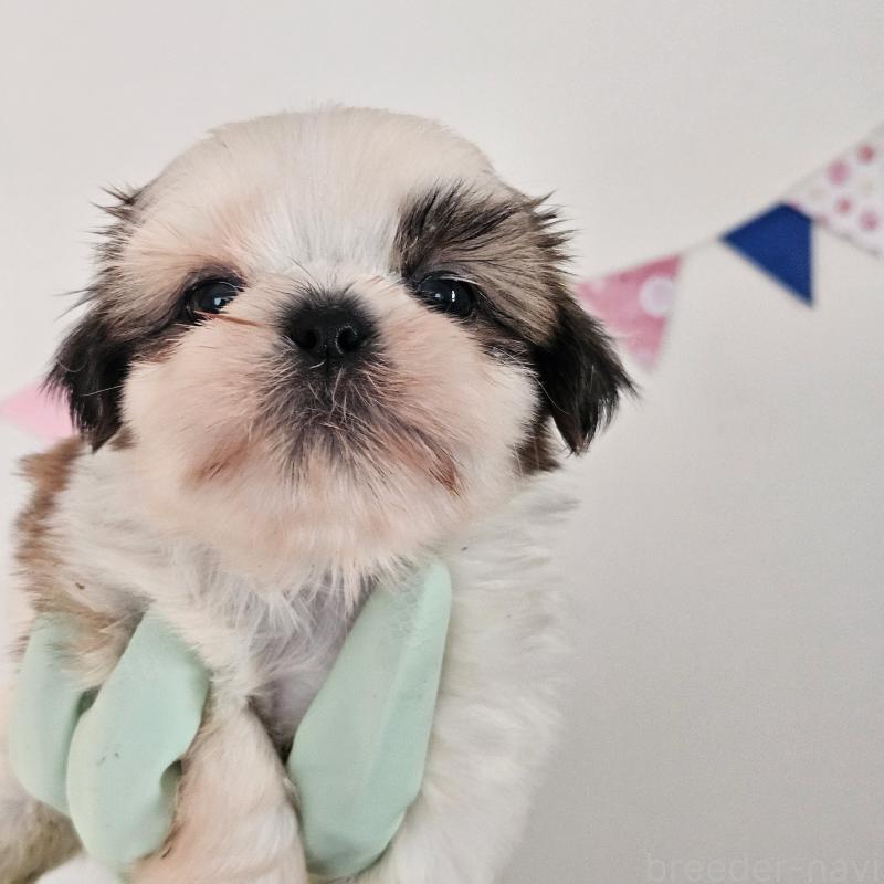 販売中の福岡県のシーズー-443129の1枚目