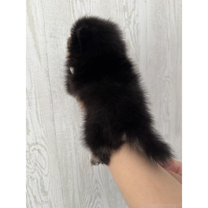 商談中の三重県のポメラニアン-435355の2枚目