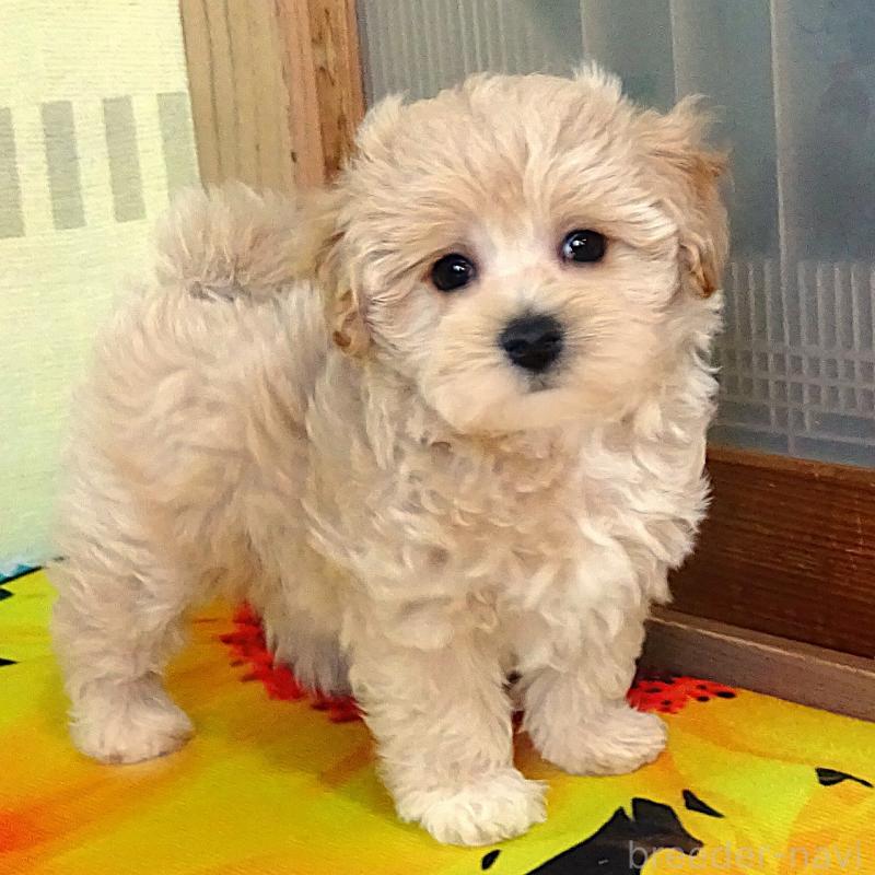 販売中の熊本県のマルプー:マルチーズ×トイプードル-443132の6枚目