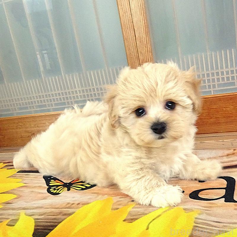 販売中の熊本県のマルプー:マルチーズ×トイプードル-443132の1枚目