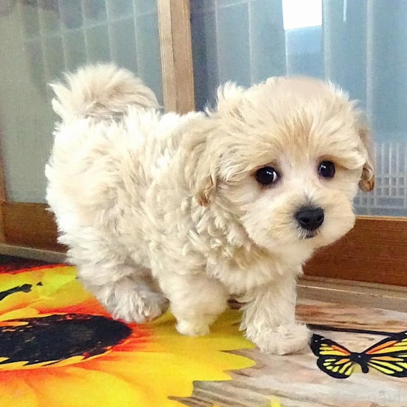 販売中の熊本県のマルプー:マルチーズ×トイプードル-443132の5枚目