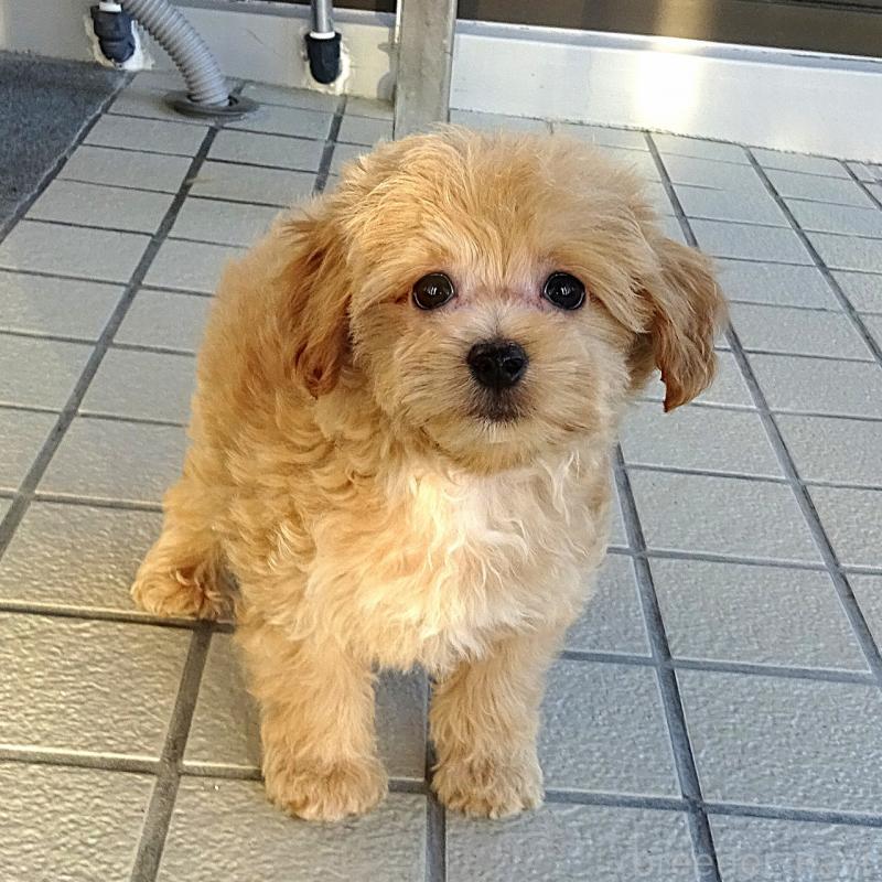 販売中の熊本県のマルプー:マルチーズ×トイプードル-443132の4枚目