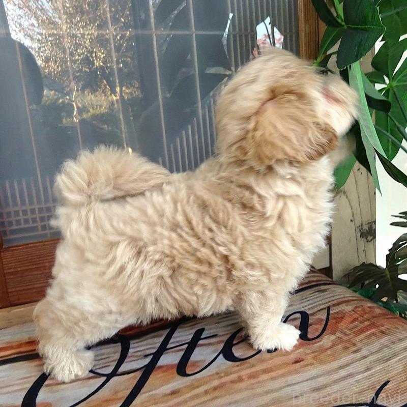 販売中の熊本県のマルプー:マルチーズ×トイプードル-443132の3枚目