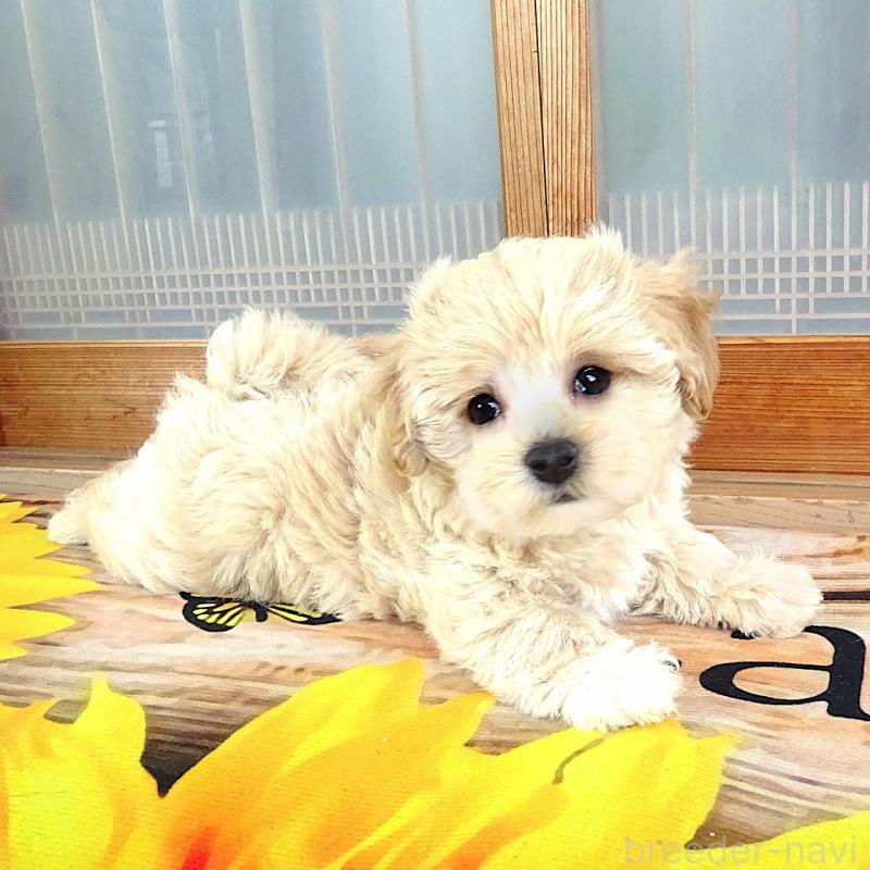 販売中の熊本県のマルプー:マルチーズ×トイプードル-443132の2枚目