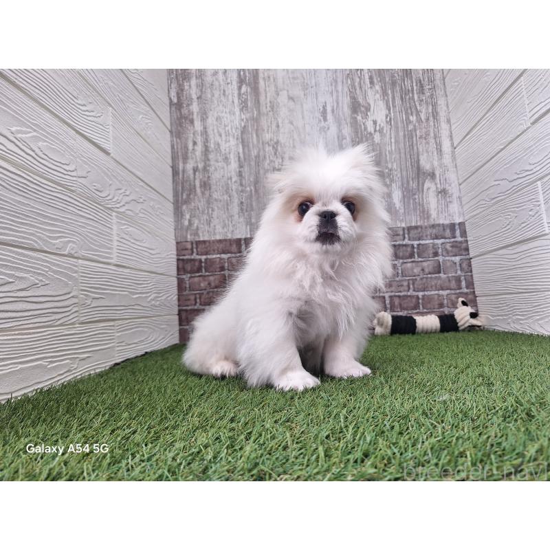 販売中の三重県のペキニーズ-443133の5枚目